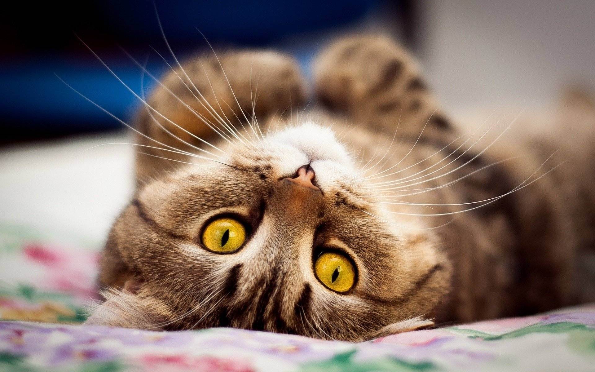 Течка у кошек: сколько длится, как часто бывает, признаки, что делать и как успокоить?