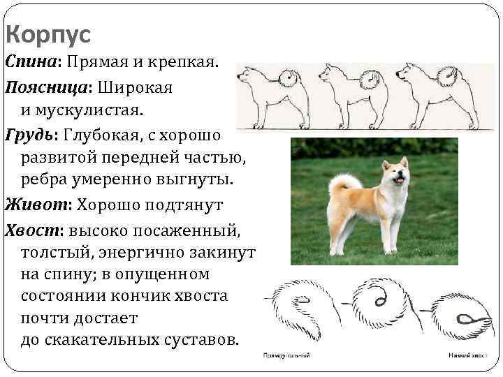 Акита-ину — фото, описание породы, характер, здоровье и другие особенности