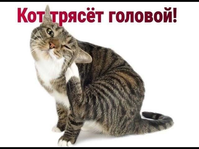 Почему кошка дрожит