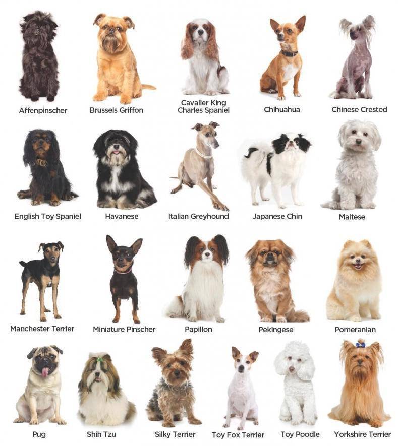 Все породы маленьких собак с названиями, фото и основными характеристиками