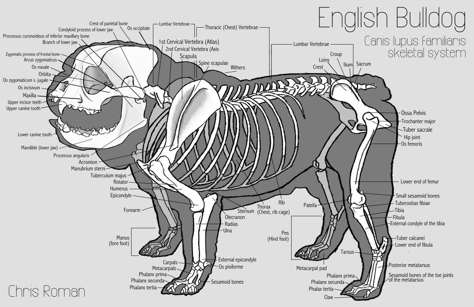 Строение скелета английского бульдога