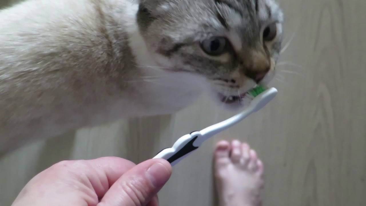 Как почистить зубы кошке?