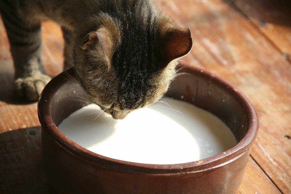 Можно ли кошкам давать молоко, а если нельзя, то почему, полезно оно или нет?