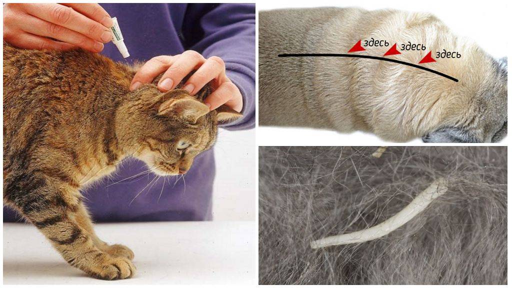 Эффективные методы выведения глистов у кошек в домашних условиях