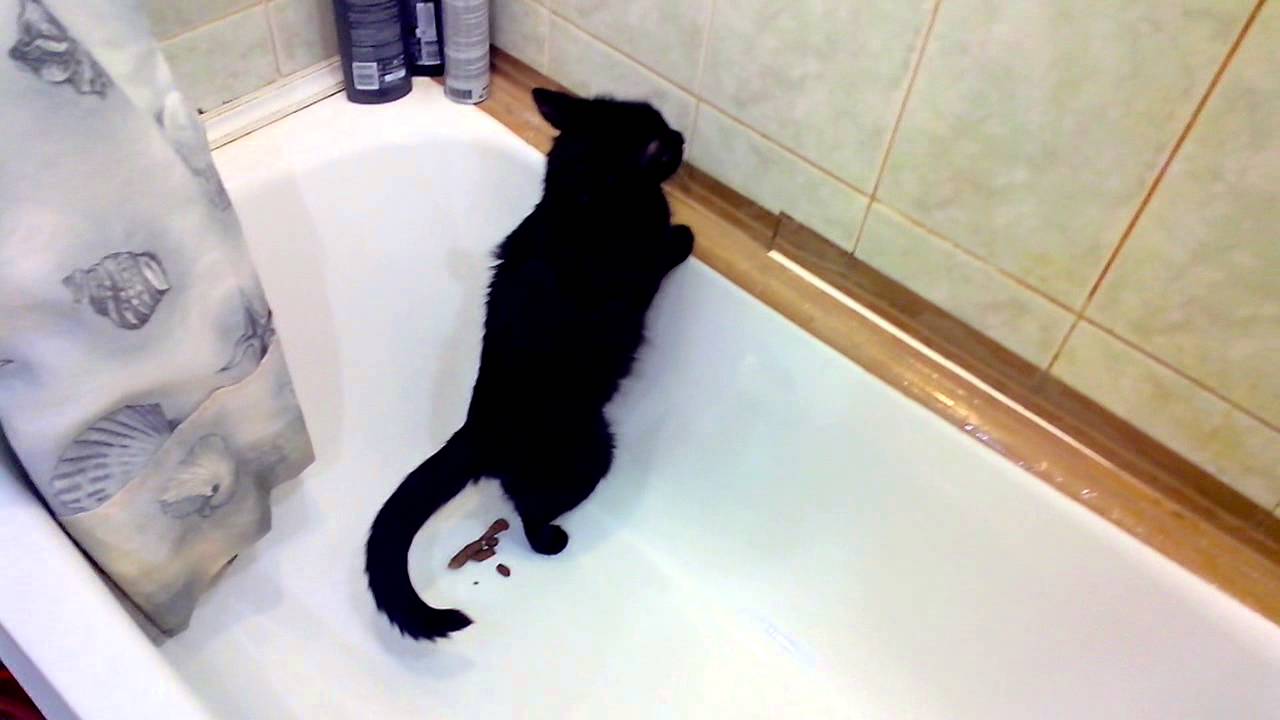 Кот не ходит в туалет