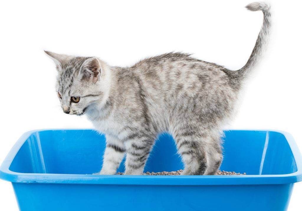 Как приучить взрослого кота к лотку на новом месте: 2 способа