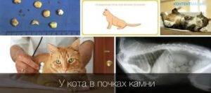 Мочекаменная болезнь у кошек и котов, симптомы и лечение