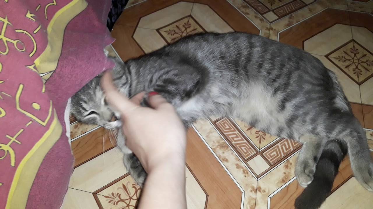 Как помочь и что давать кошке при течке