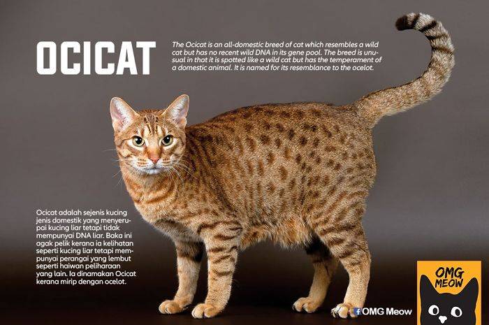 Топ 10 самых дорогих пород кошек в мире - цены и описание