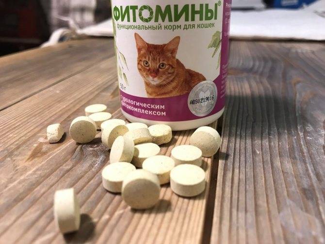 6 лучших витаминов для кошек