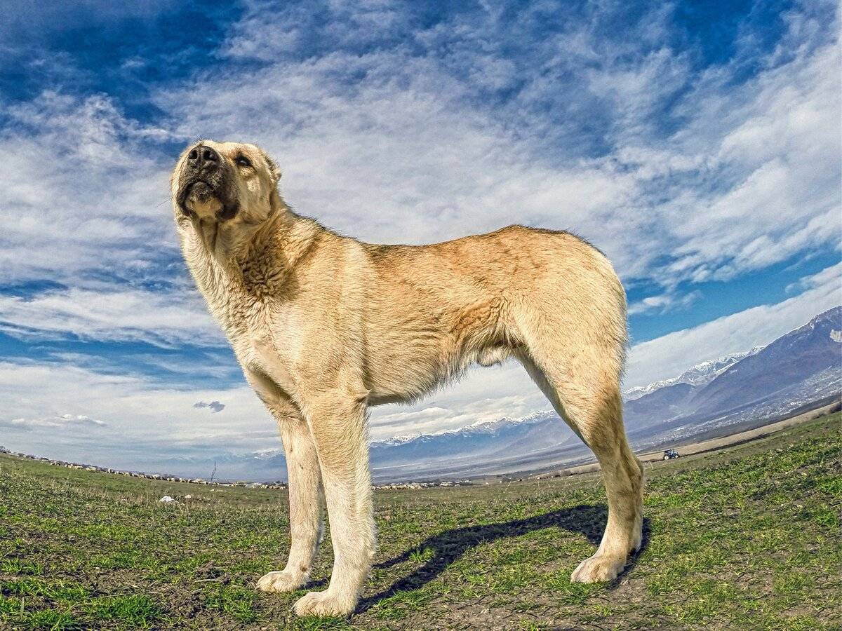 Гампр или армянский волкодав: фото и описание породы собак
гампр или армянский волкодав: фото и описание породы собак