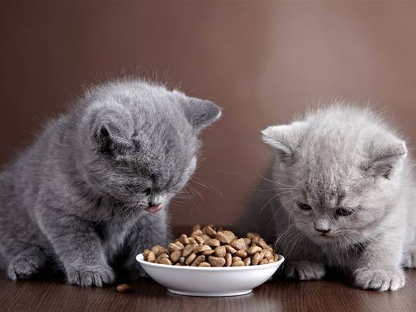 Какой корм выбрать для кошек британской породы