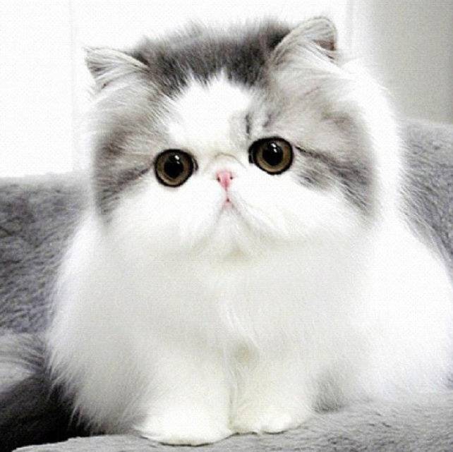 Порода кошек с большими глазами и приплюснутой мордой