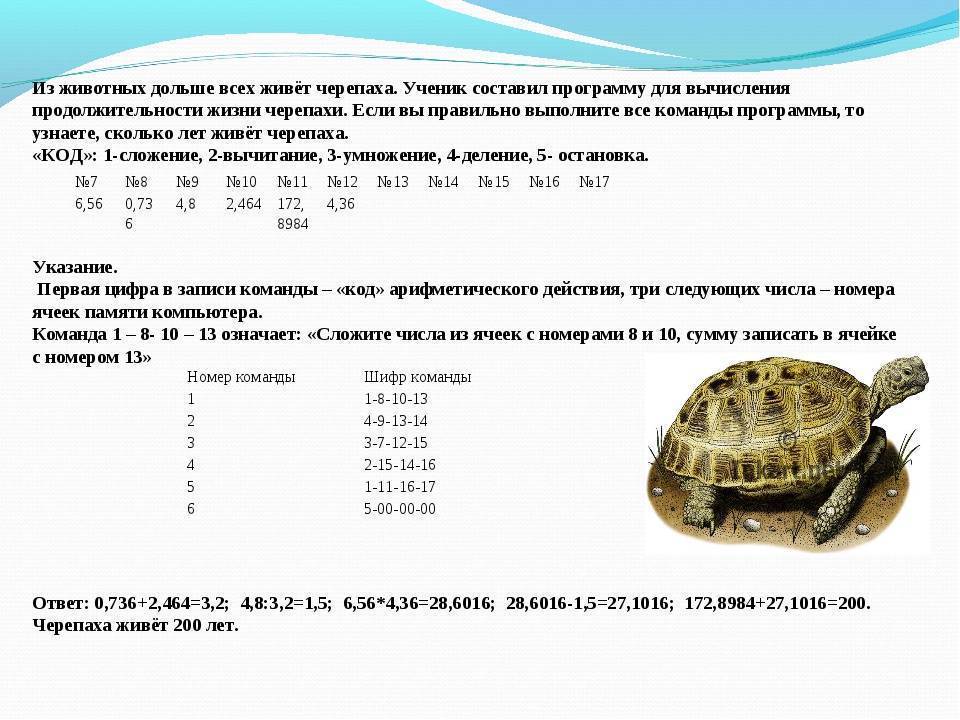Сколько живут красноухие черепахи. продолжительность жизни