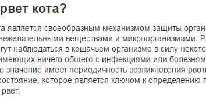 Почему кошку рвет после еды непереваренной пищей и как ей помочь?