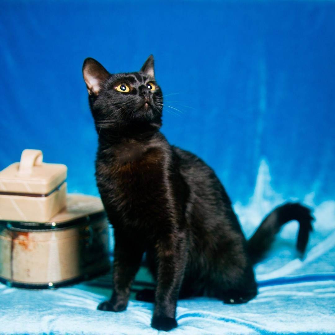 Черные кошки – пушистые и гладкошерстные, большие и маленькие – с фотографиями и названиями пород