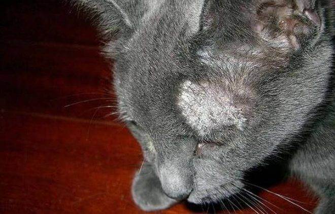 Очень сильно лезет шерсть у британской кошки. шотландская кошка линяет: в чем причина и что делать