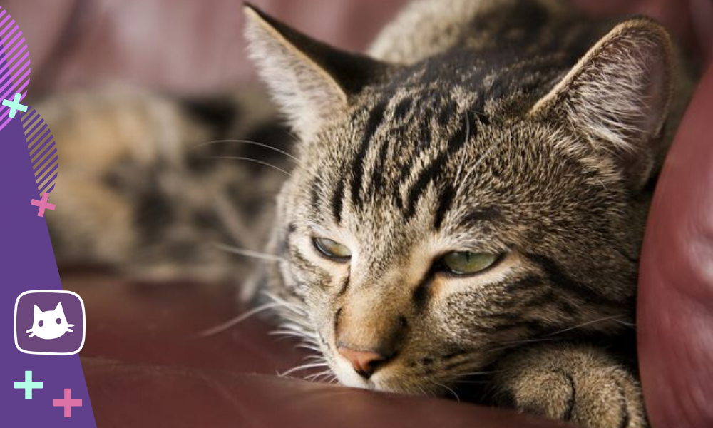 Гипертиреоз  у старых кошек (этиология, диагностика и лечение)
