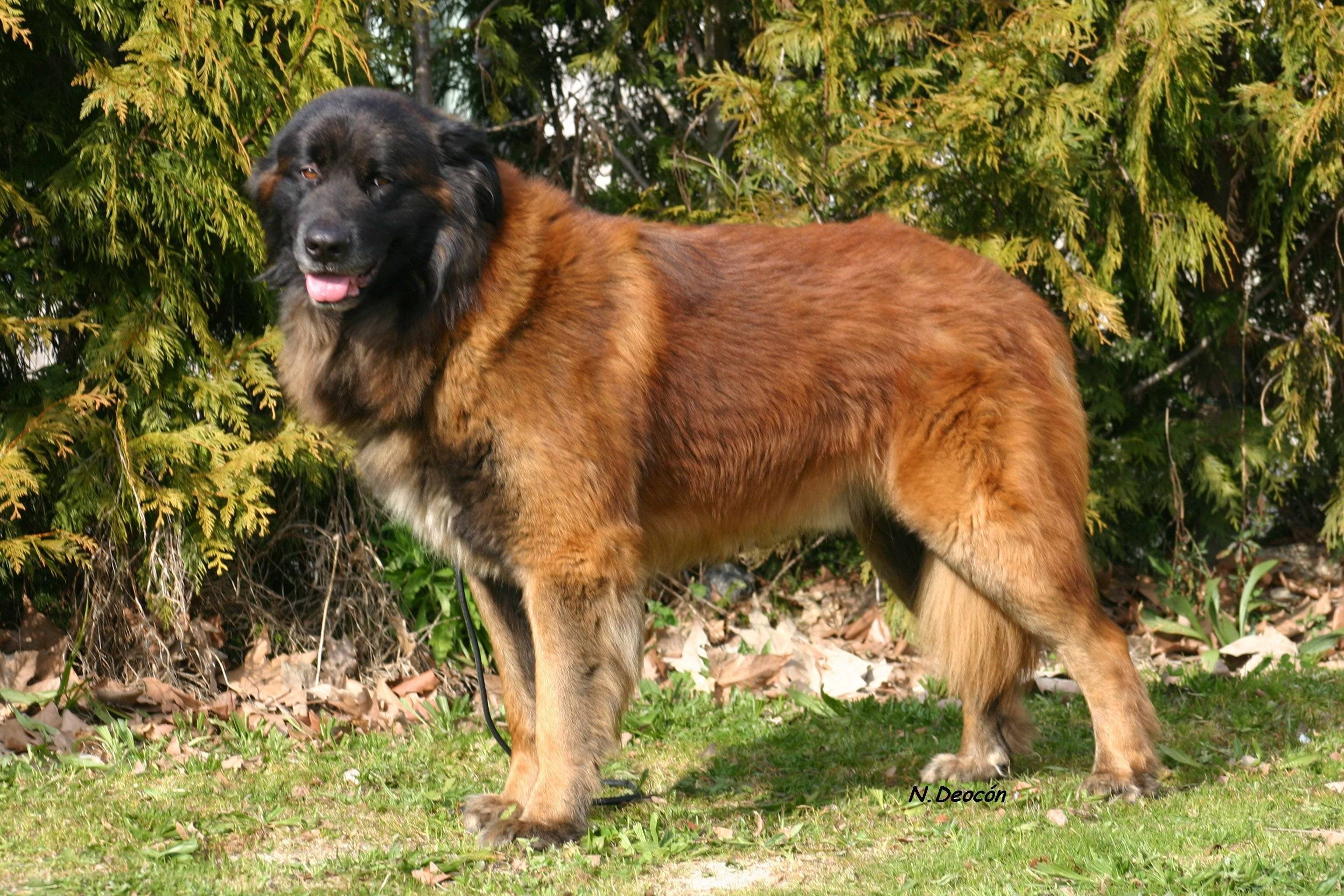 Португальская овчарка - собаки, породы, уход за животными