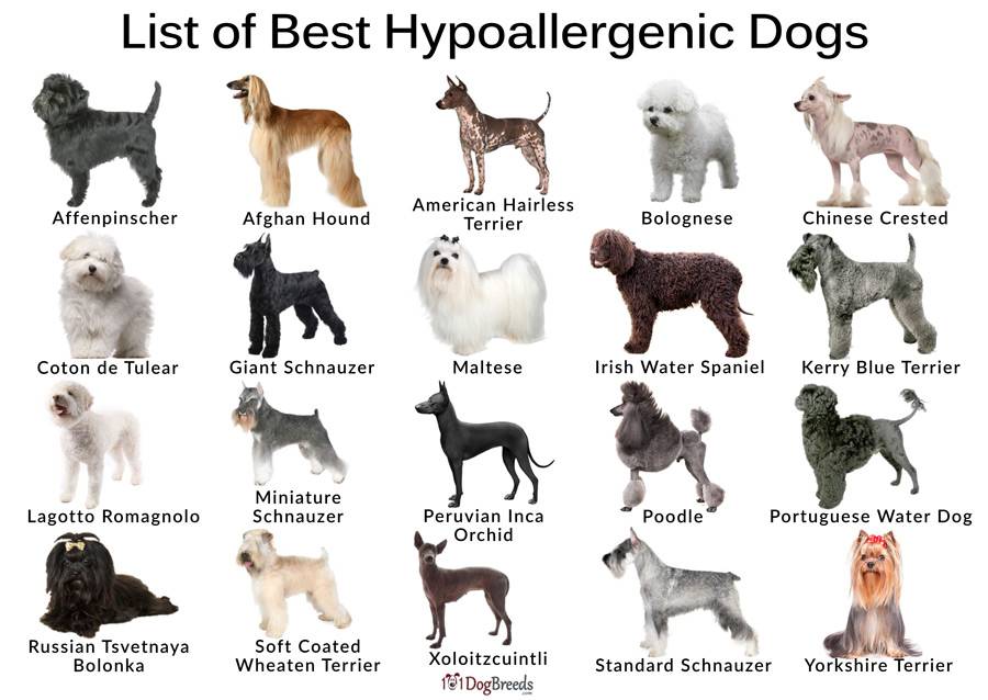 Гипоаллергенные собаки: какие породы не вызывают аллергию у людей списком с фотографиями и названиями - маленькие, самые лучшие для астматиков и детей?