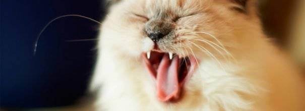 Лечение гингивита у кошек