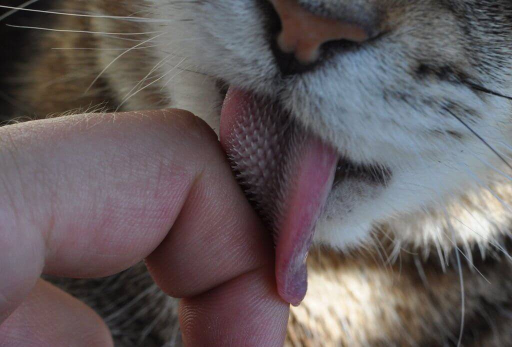 Почему кот дышит как собака, высунув язык