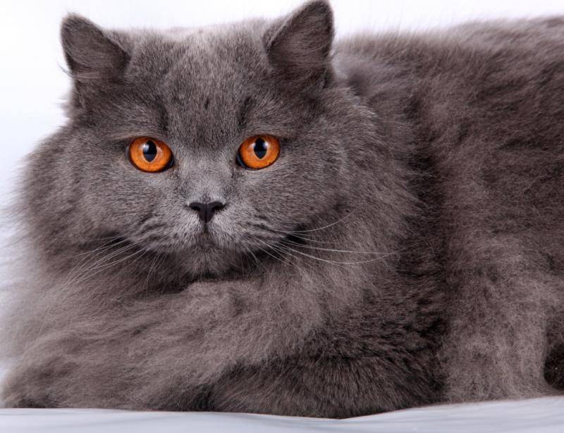 Британская длинношерстная кошка: описание, условия содержания и особенности кормления