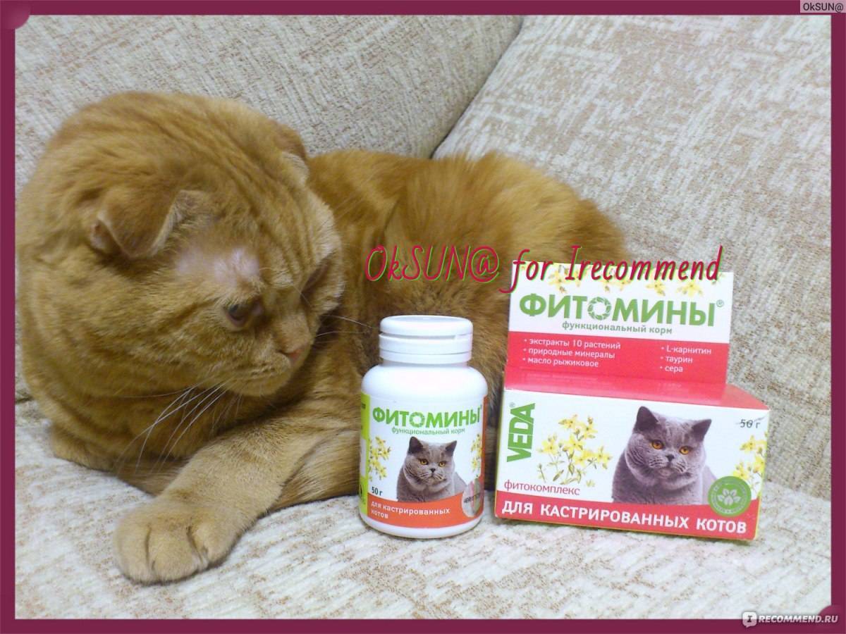 Симптомы мочекаменной болезни у котов и кошек, лечение в домашних условиях, профилактика уролитиаза