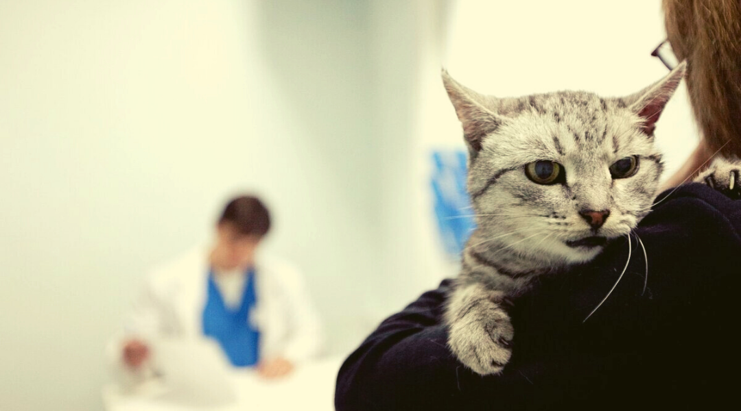 Ветеринария в москве - цены и отзывы
