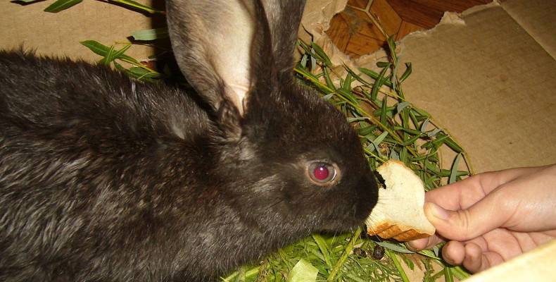 Можно ли кроликов кормить хлебом и как правильно это делать?
