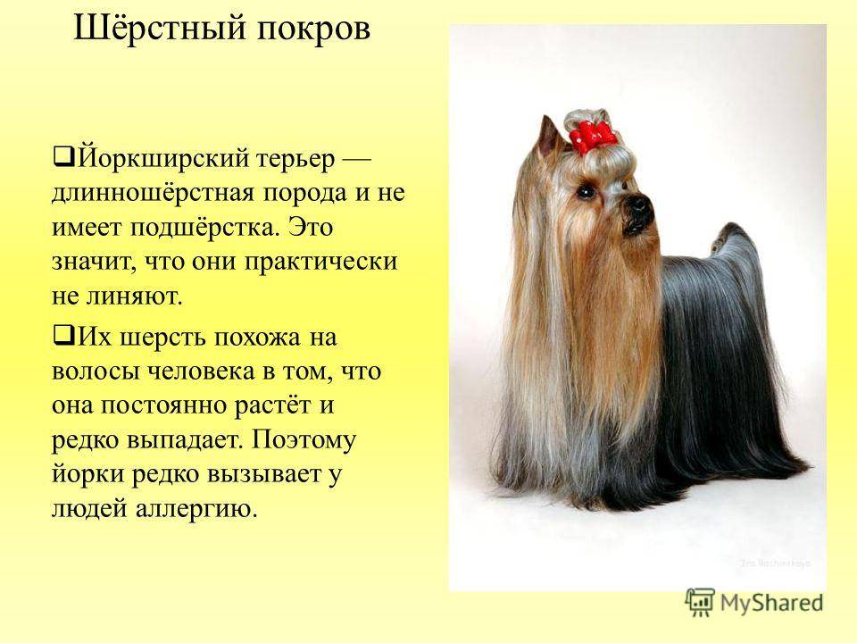 Йоркширский терьер(йорк) описание, плюсы и минусы, выбор щенка, питомники.