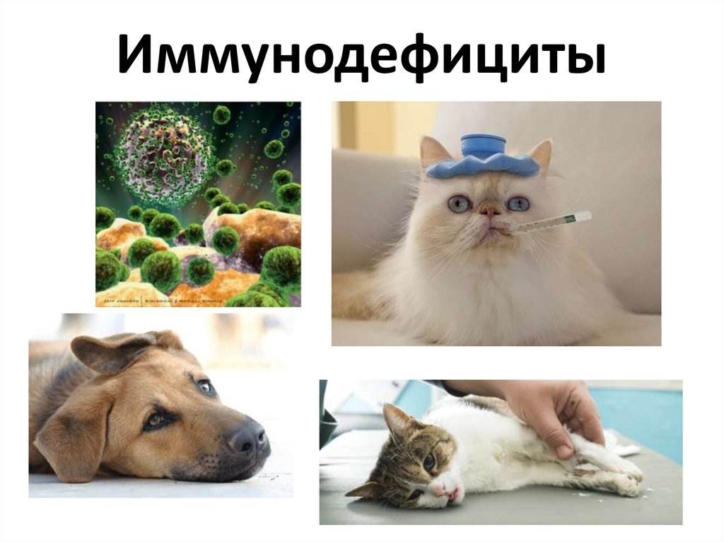 Вирус иммунодефицита кошек (вик)