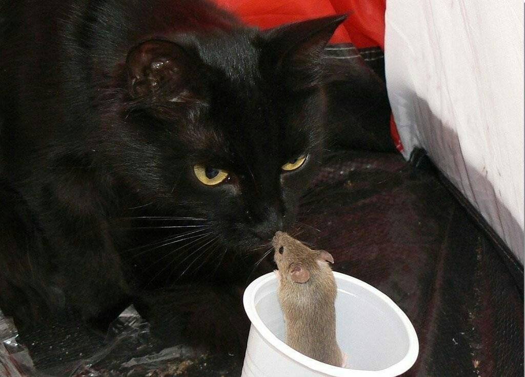 Что делать, если кот съел отравленную мышь?