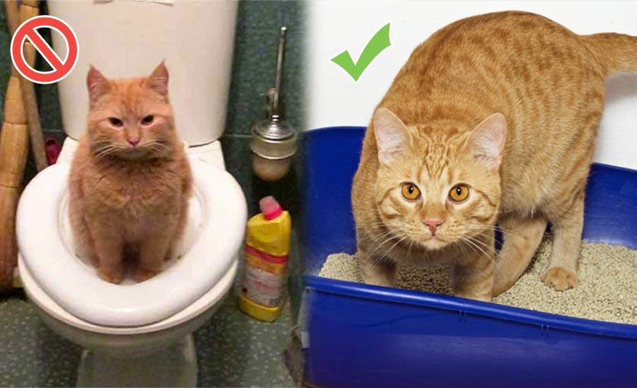Почему котенок не ходит в туалет?