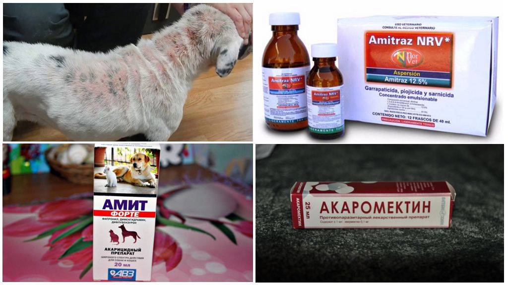 Аллергия у собак - симптомы и лечение в домашних условиях - про питомца