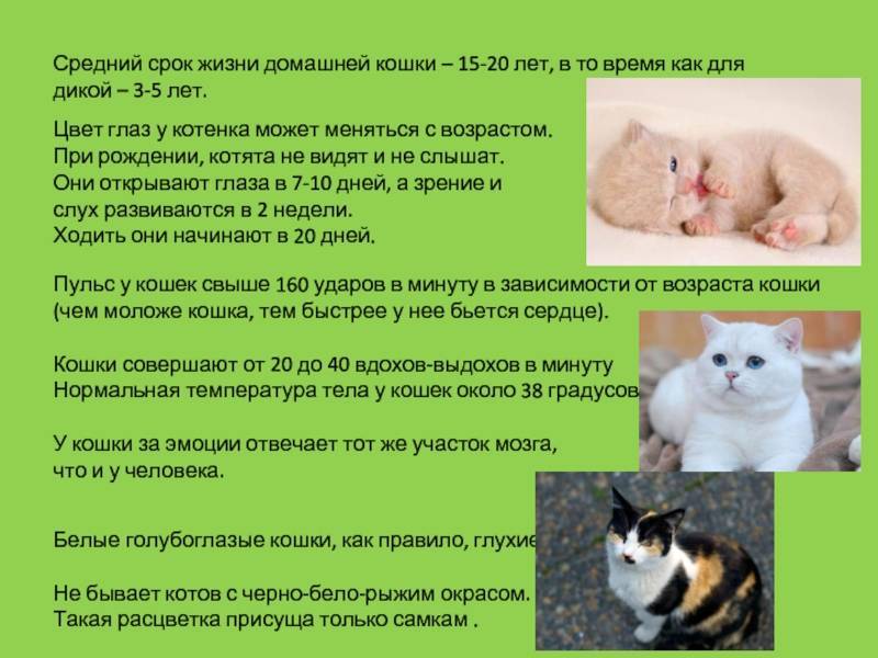 Разведение породистых кошек - основные этапы, правила