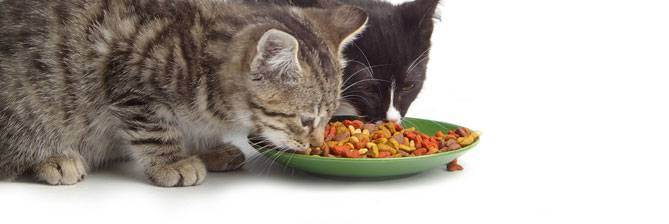 Что бы кошки ели в дикой природе?
