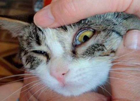 У кошки слезится один глаз: причины, что делать, чем лечить?