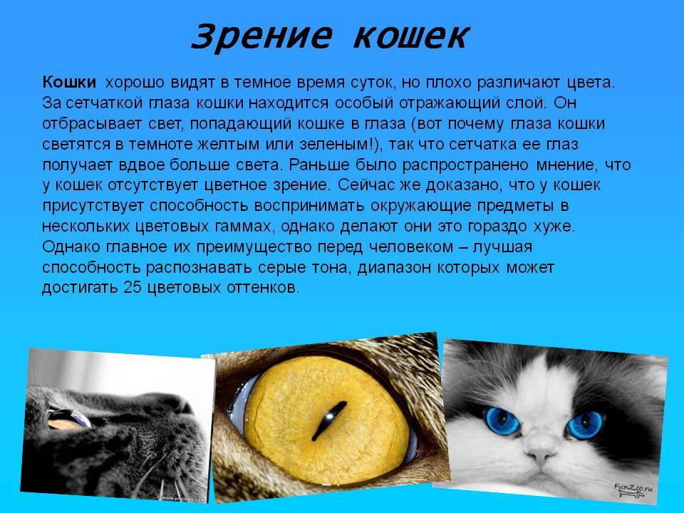 Глаза кошки: строение, какие цвета видят, болезни