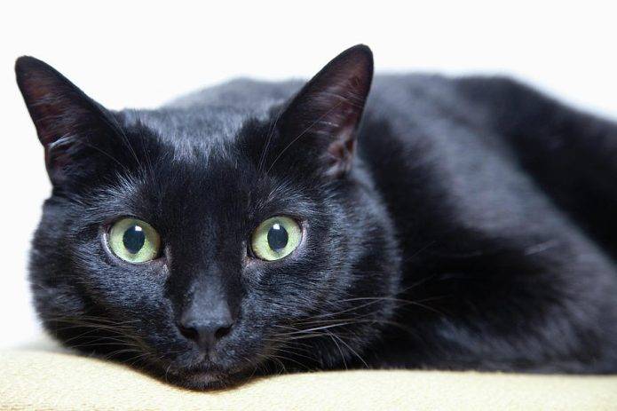 Бомбейская кошка: фото, описание породы и характера, содержание бомбея