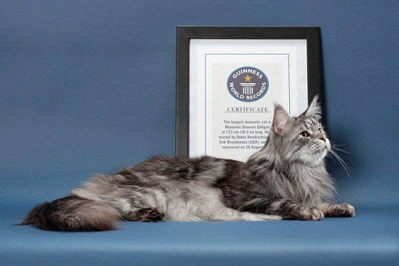 Кошки-долгожители: рекорды россии и мира