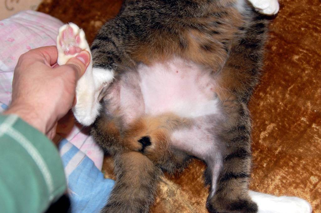 Почему у кошки выпадает шерсть на животе и между задними лапами, в чем причина образования залысин?