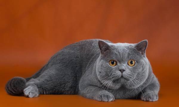 Кастрация британского кота. 6 причин почему нужно кастрировать