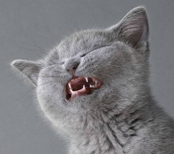 Кот чихает: что делать и как диагностировать?