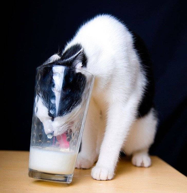 Молоко для котенка: полезно или вредно?