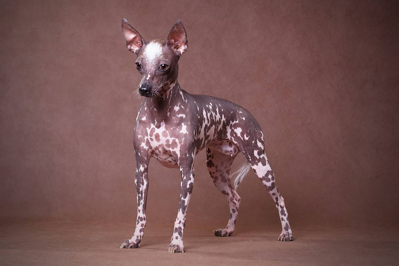 Ксолоитцкуинтли – мексиканская лысая собачка