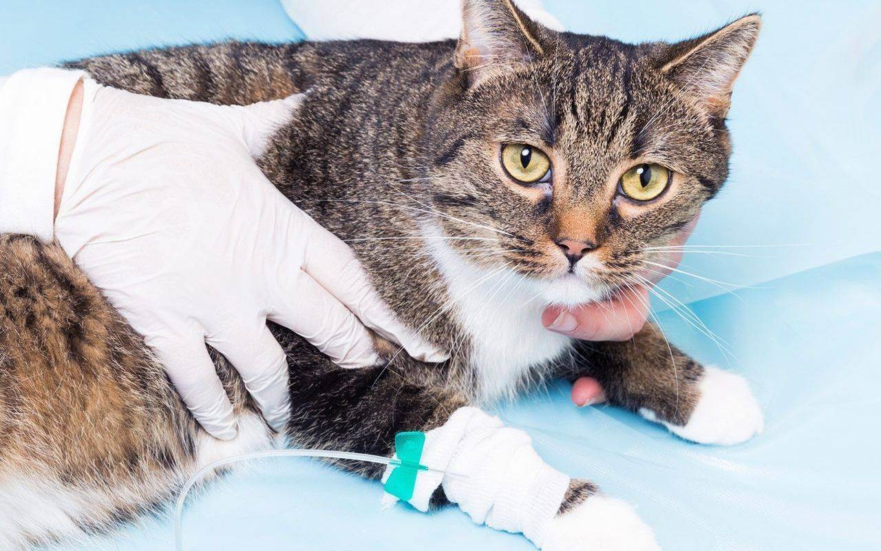 Ленточные глисты у кошек: симптомы заражения, лечение и профилактика