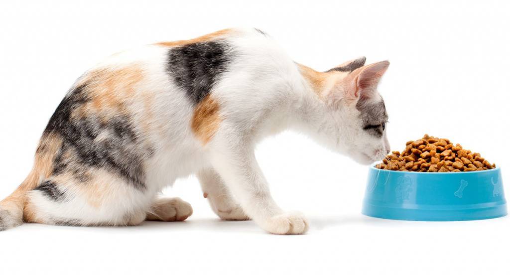 Как приучить взрослую кошку к сухому корму: после натурального питания или пакетиков