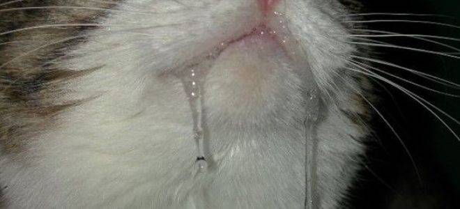 У кошки текут слюни изо рта: причины обильного слюноотделения, что делать, варианты лечения