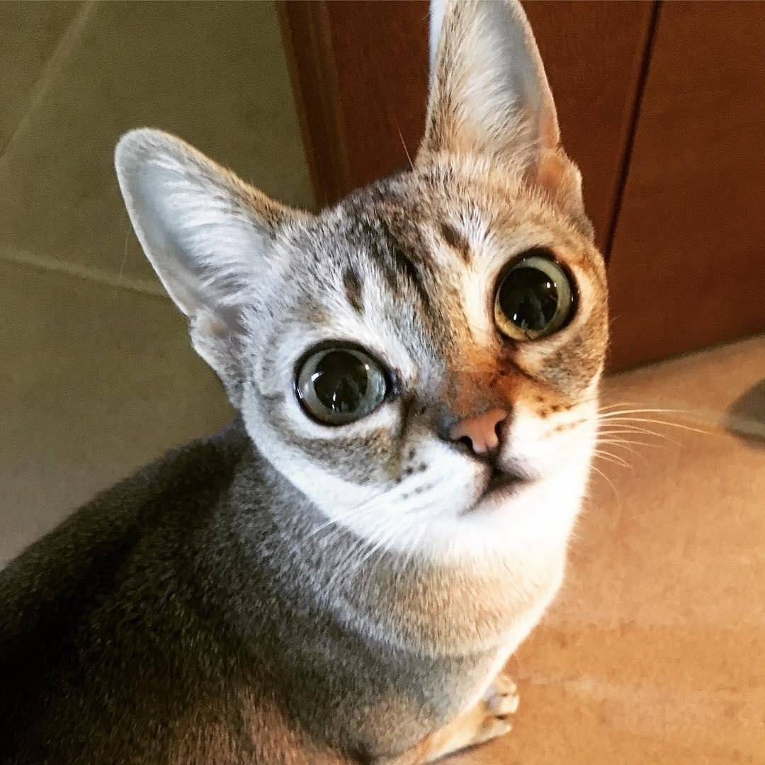 Кошка с голубыми глазами